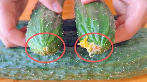 新黄瓜最新爆料视频大全,揭秘幕后真相与精彩瞬间 第1张 新黄瓜最新爆料视频大全,揭秘幕后真相与精彩瞬间 第1张