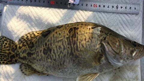 鳜鱼养殖爆料怎么做视频,视频制作攻略全解析 第1张 鳜鱼养殖爆料怎么做视频,视频制作攻略全解析 第1张